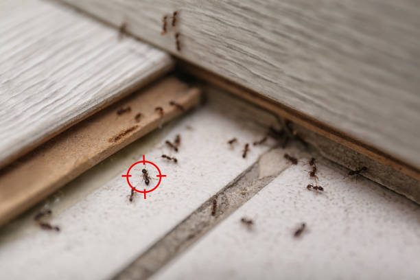 Best Best Pest Control Companies  in Buda, TX