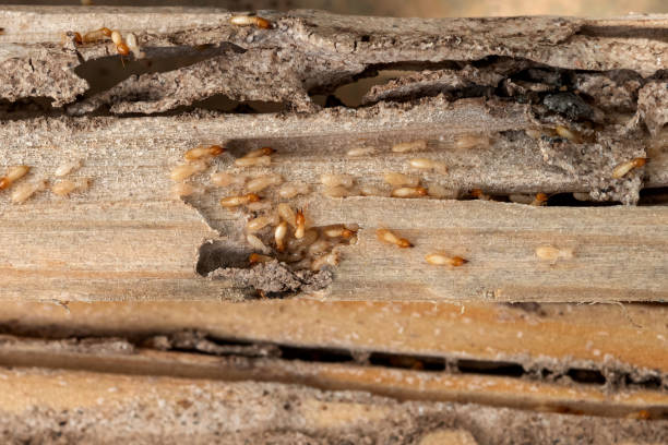 Best Insect Control  in Buda, TX
